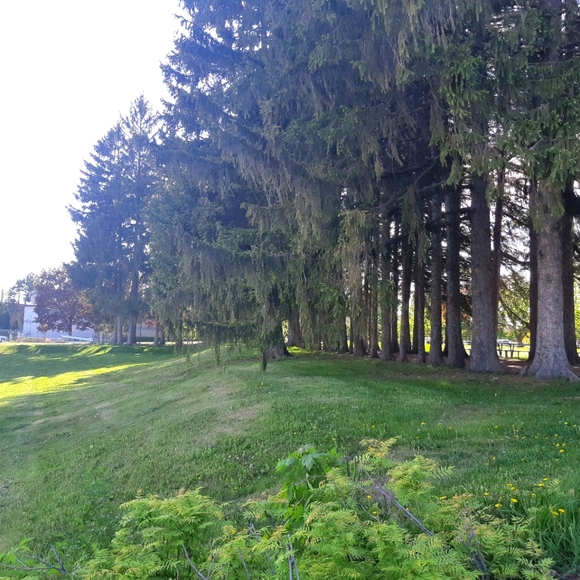 Meet your Posher, Dakota - Picture 1 of 1